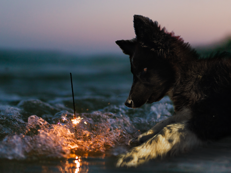 Neujahrshund Hund am Strand mit Wunderkerze