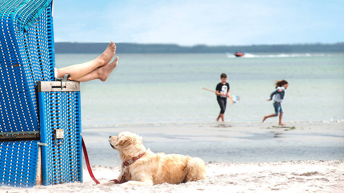 Ein Hund liegt in der Nähe des Strandkorbs im Sand