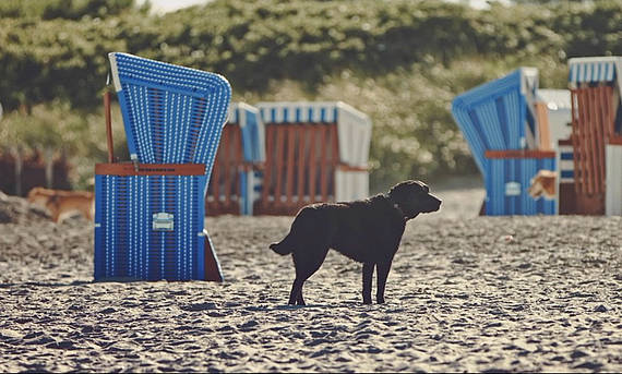 Hundestrand an der Ostsee Ein schwarzer Hund steht am Strandkorb