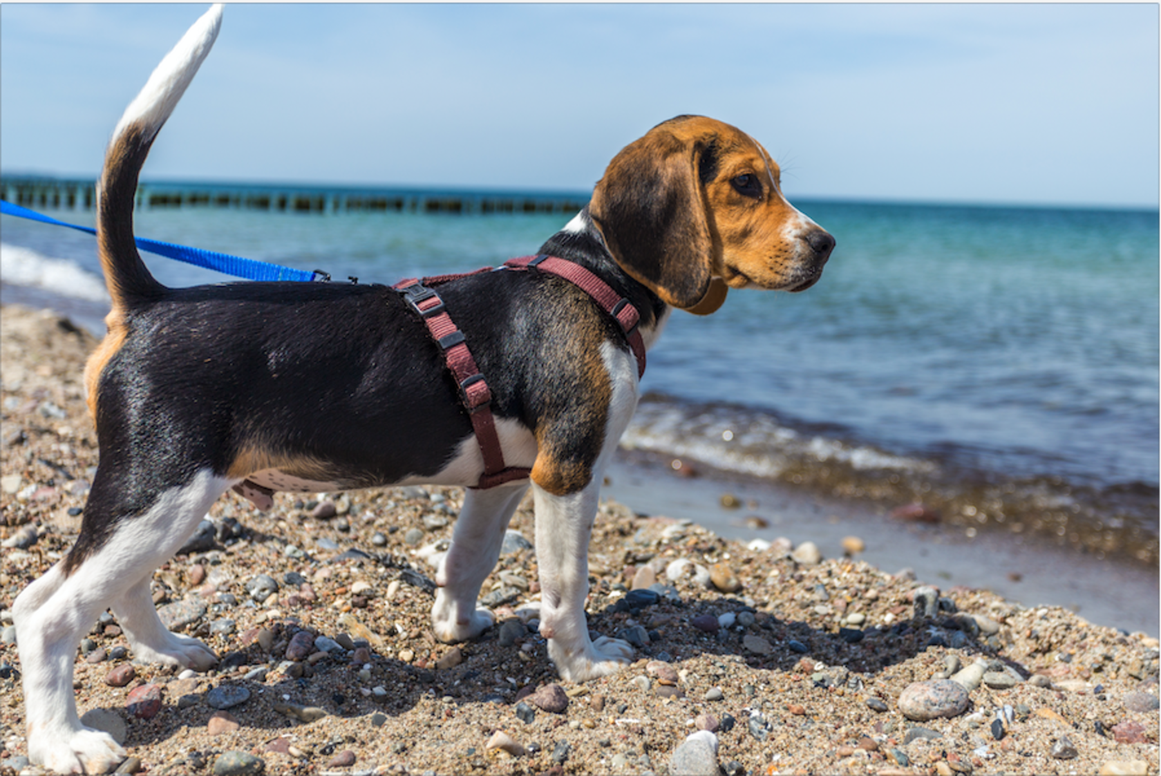 Kleiner Hund steht am Strand der Ostsee
