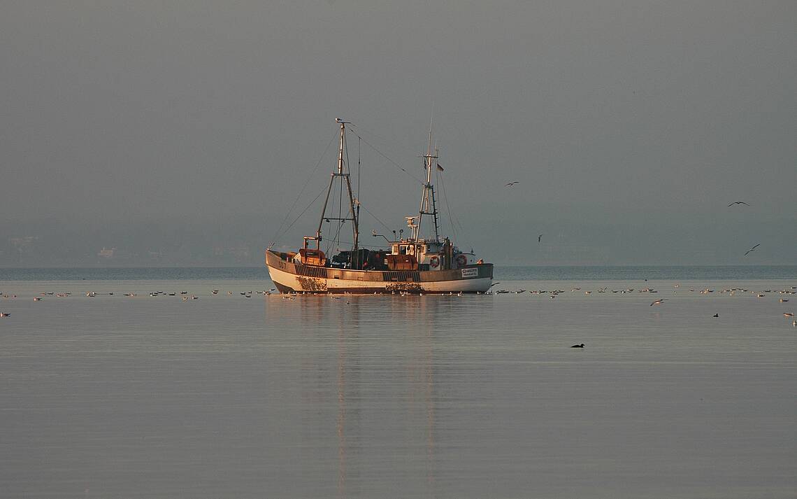 Fischkutter Damp